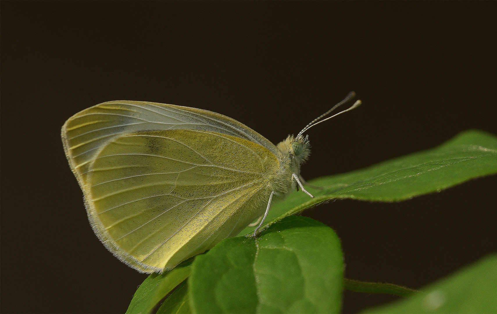 Pieris rapae