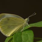 Pieris rapae