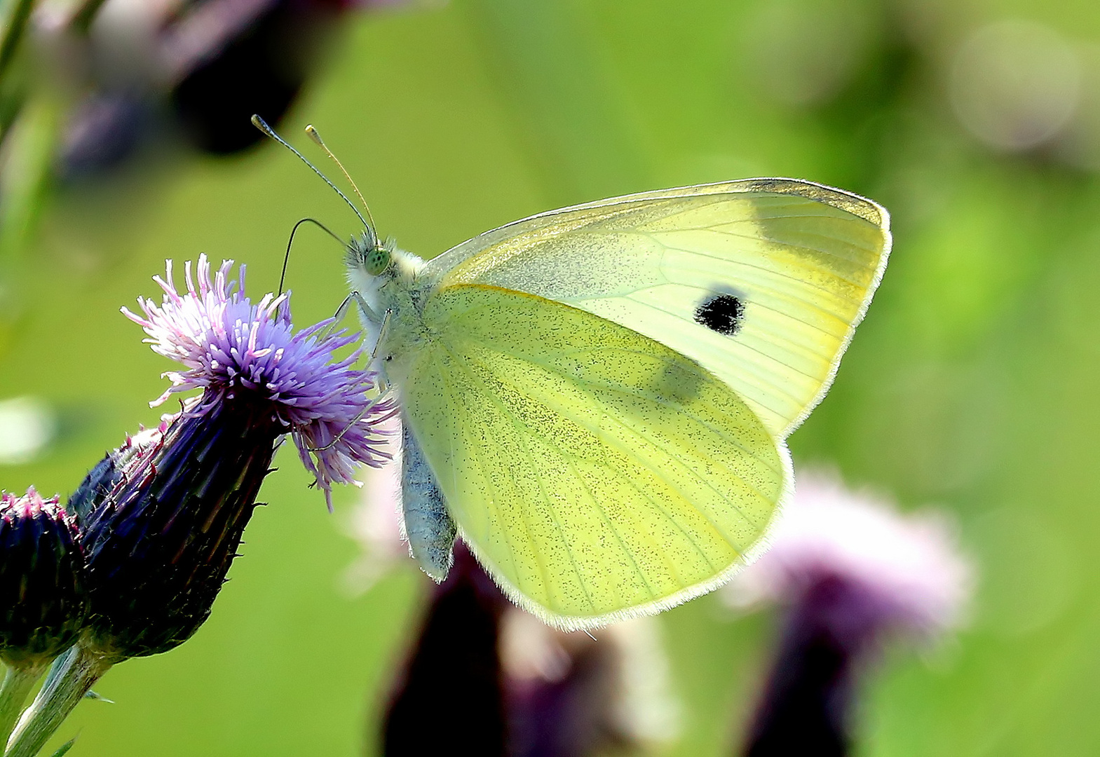 Pieris rapae