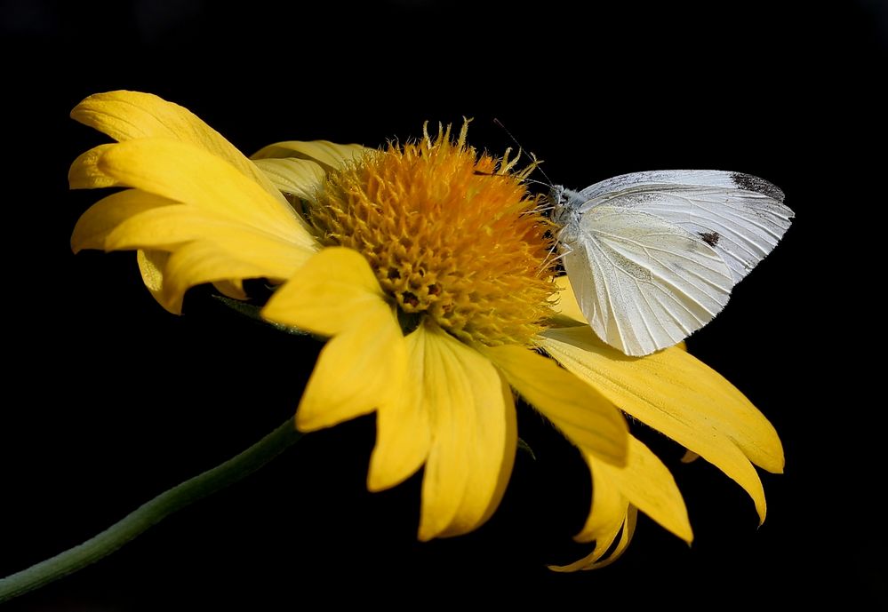 Pieris rapae