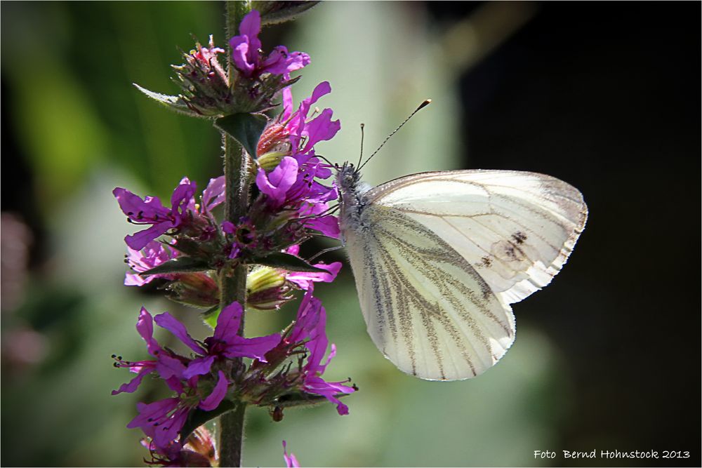 Pieris rapae  .... ihre Zeit geht zu Ende