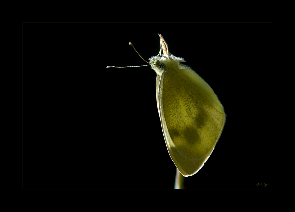 Pieris rapae - Kleiner Kohlweissling