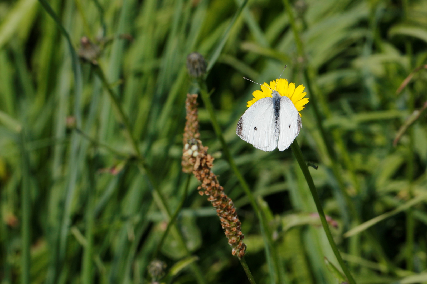 Pieris rapae (Kleiner Kohlweissling, Männchen)