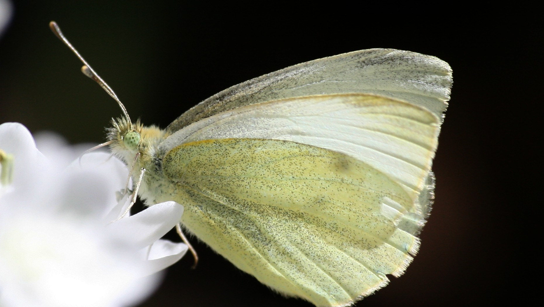 Pieris rapae (La Piéride de la rave)