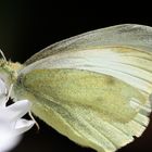 Pieris rapae (La Piéride de la rave)