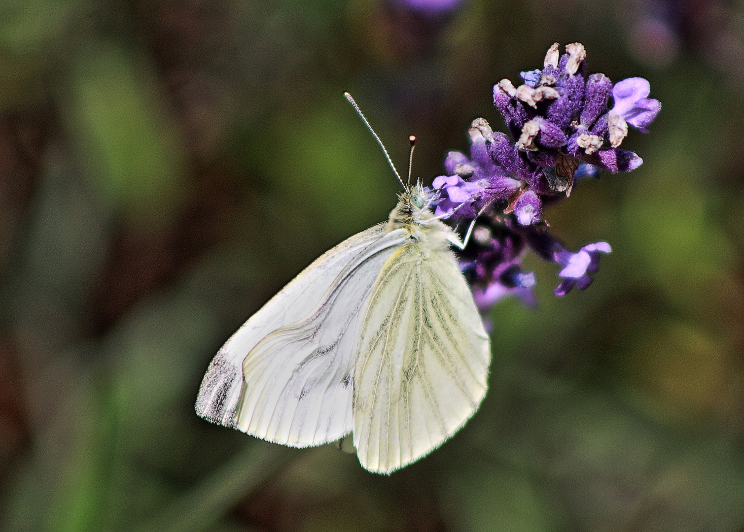 Pieris rapae LINNAEUS 1758 Kleiner Kohlweißling / Rübenweißling