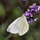 Pieris rapae LINNAEUS 1758 Kleiner Kohlweißling / Rübenweißling