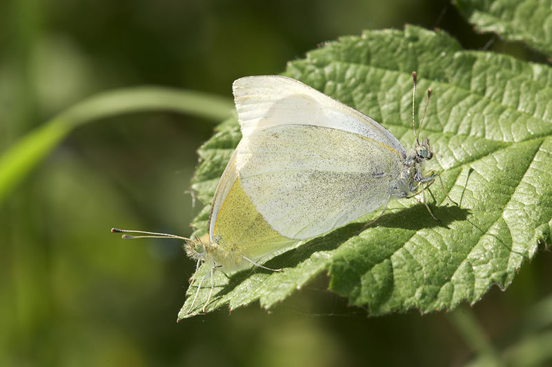 Pieris rapae, mating