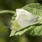 Pieris rapae, mating