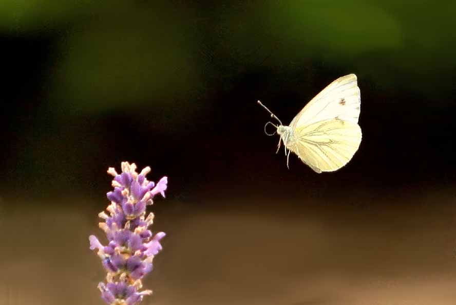 Pieris rapae - Nektar in Sicht