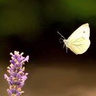 Pieris rapae - Nektar in Sicht