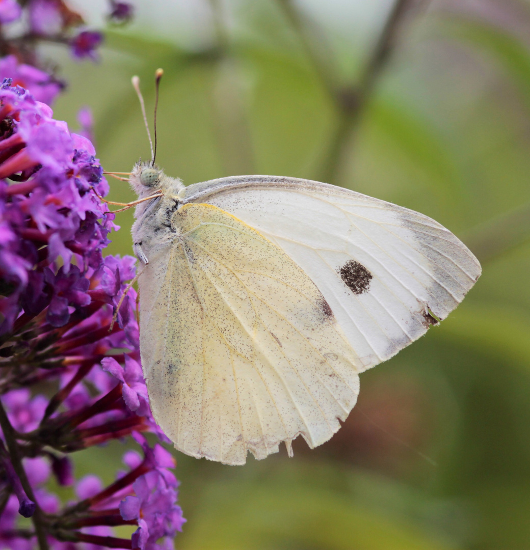 : Pieris rapae Piéride de la rave