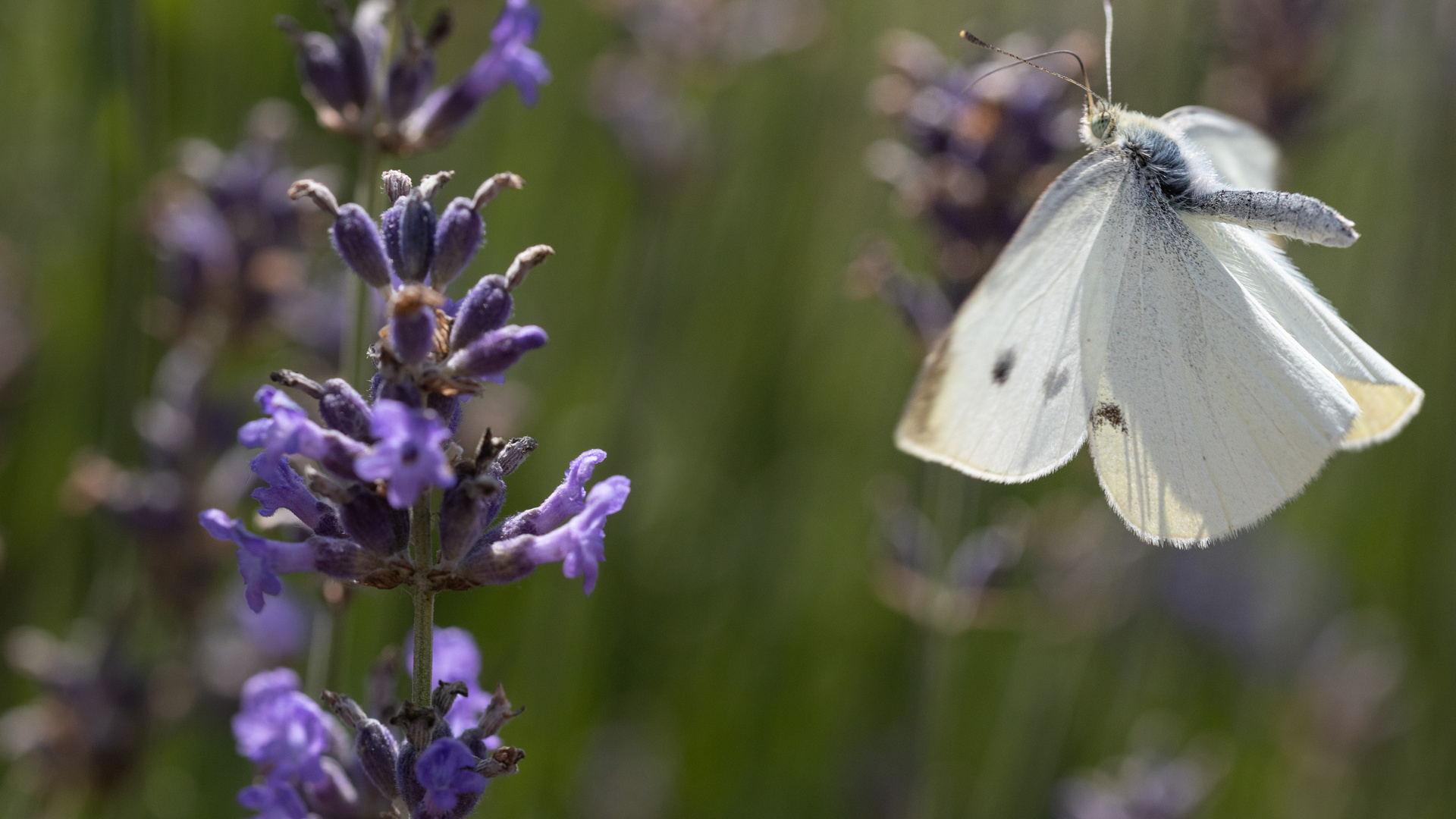 pieris rapae_02