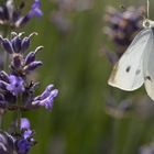 pieris rapae_02