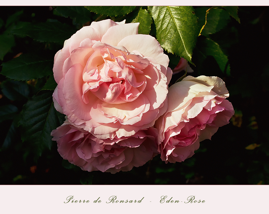 Pierre de Ronsard - Eden Rose...