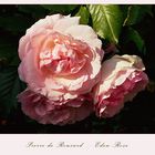 Pierre de Ronsard - Eden Rose...