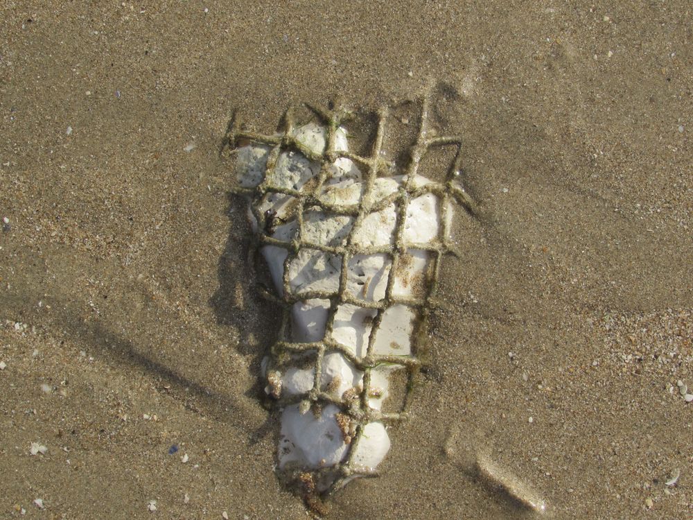 Pierre emprisonnée sur la plage..