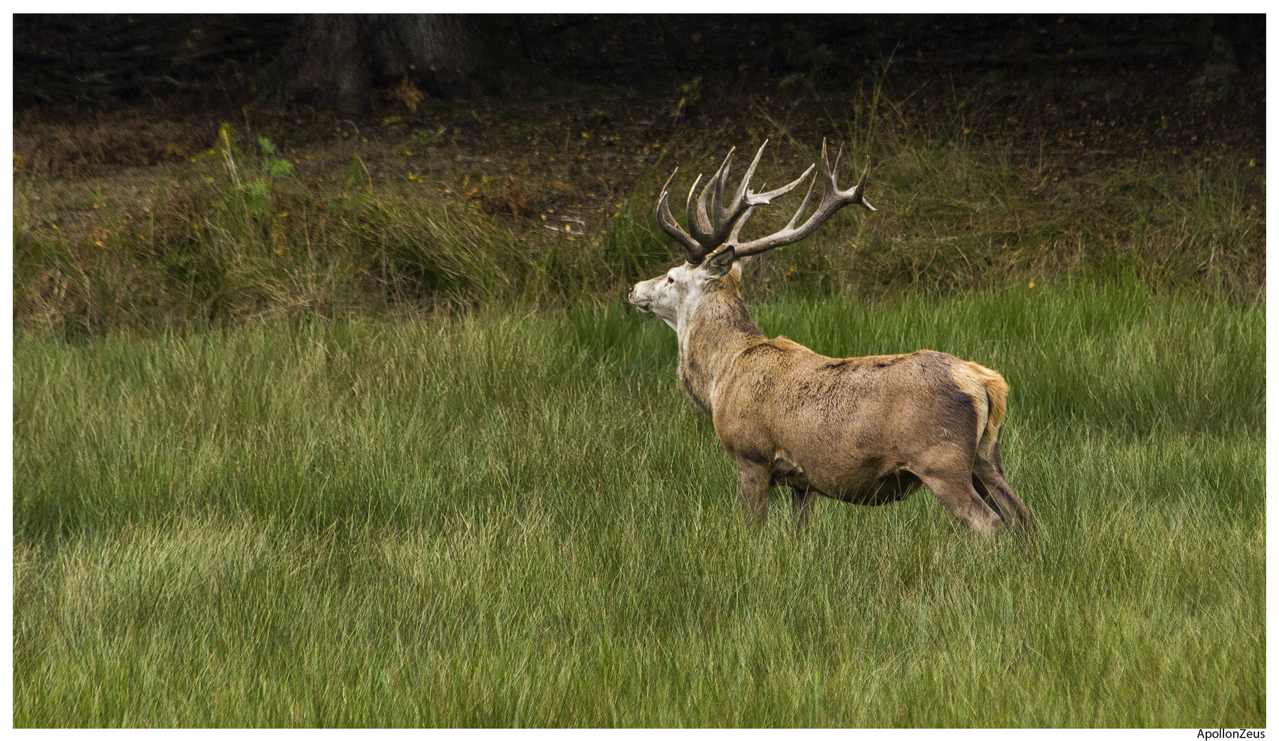 Pierre, le Cerf