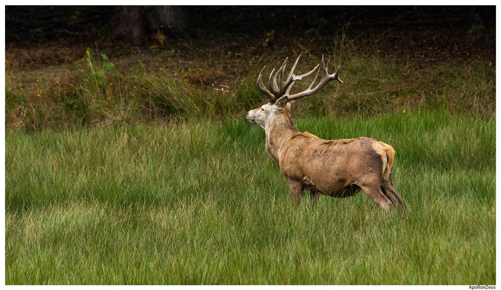 Pierre, le Cerf