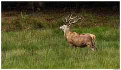 Pierre, le Cerf