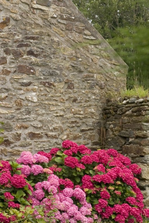 Pierres et Hortensias