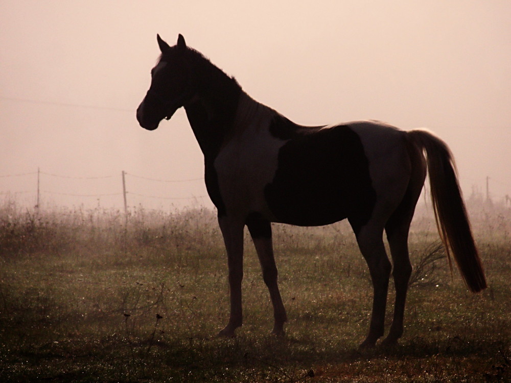 Pierro früh morgens auf der Koppel....