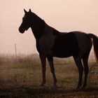 Pierro früh morgens auf der Koppel....