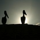 Pier's guards