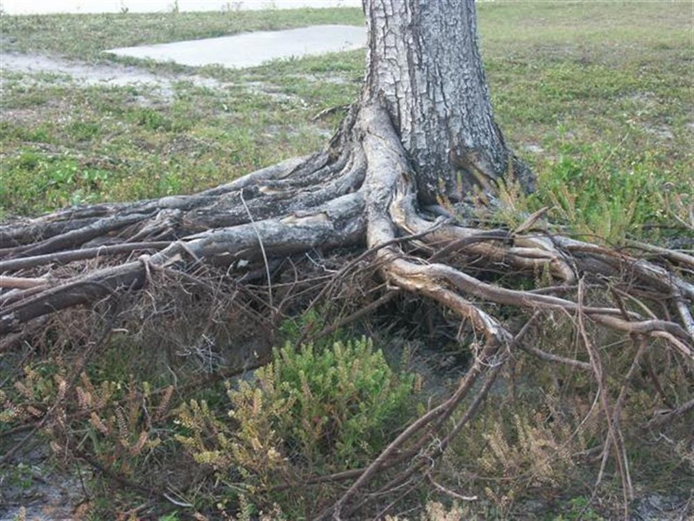 Pies de árbol