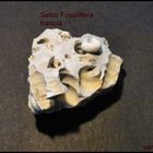 Pietra Selce Fossilifera