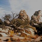 pietre in Joshua Tree National Park (MW 1998.12.30.I)