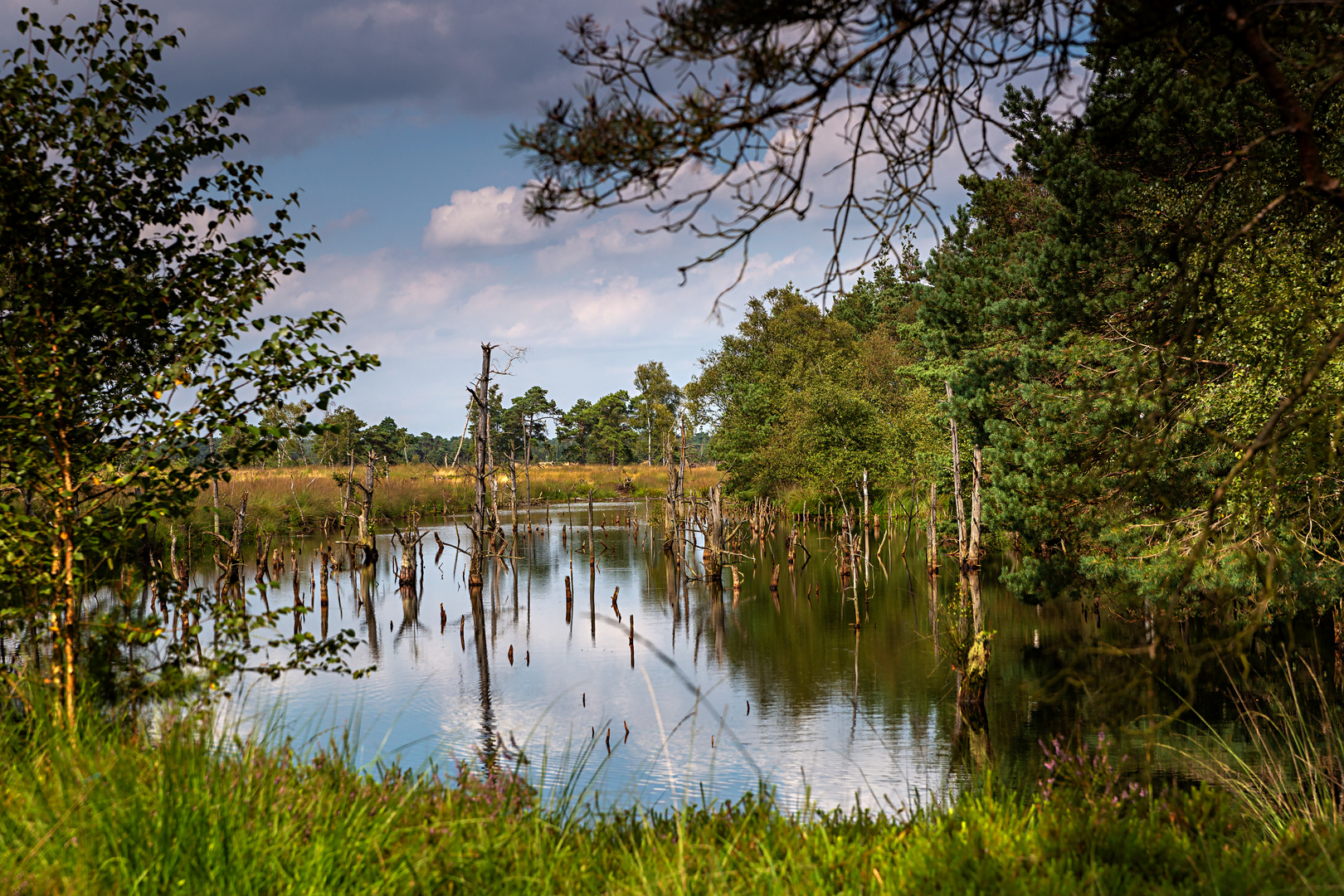 Pietz Moor