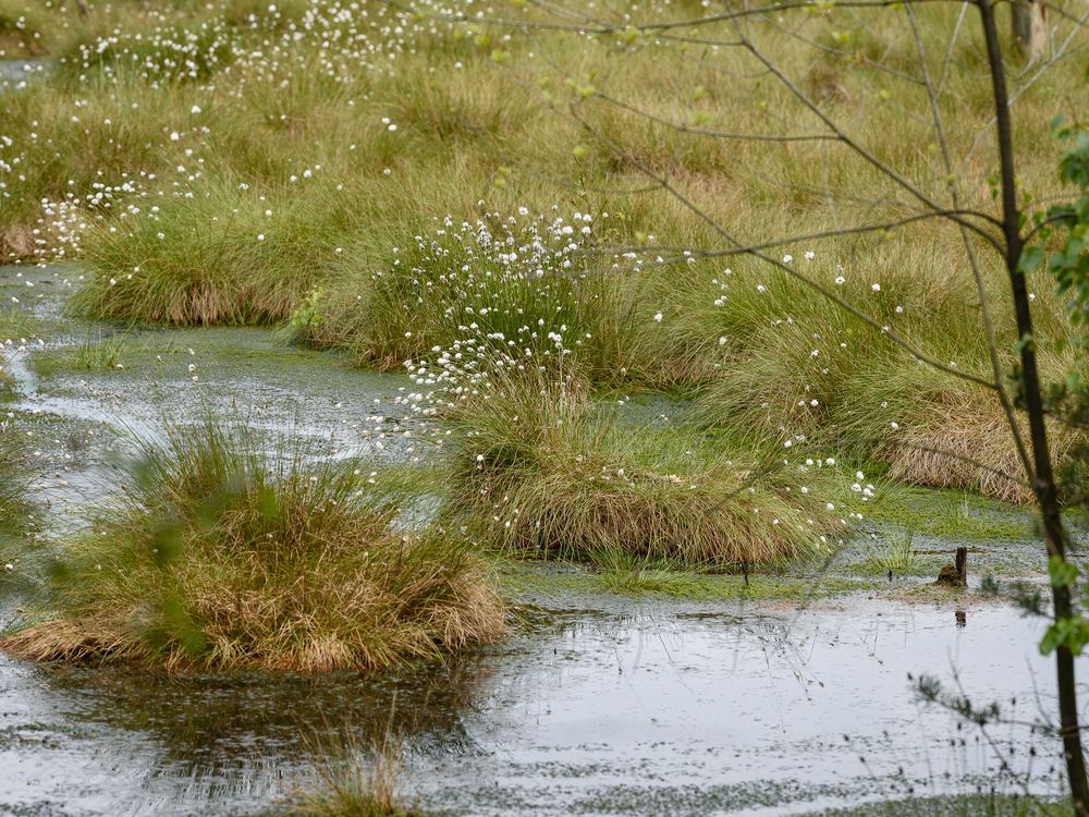 Pietzmoor 2 Foto & Bild natur, landschaft, moor Bilder auf