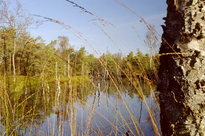 Pietzmoor Foto & Bild landschaft, moor, natur Bilder auf