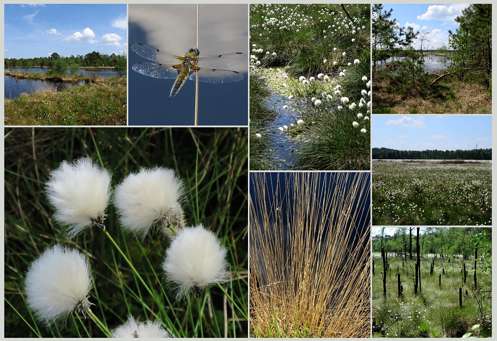 PIETZMOOR Foto & Bild collagen, frühling, natur Bilder auf