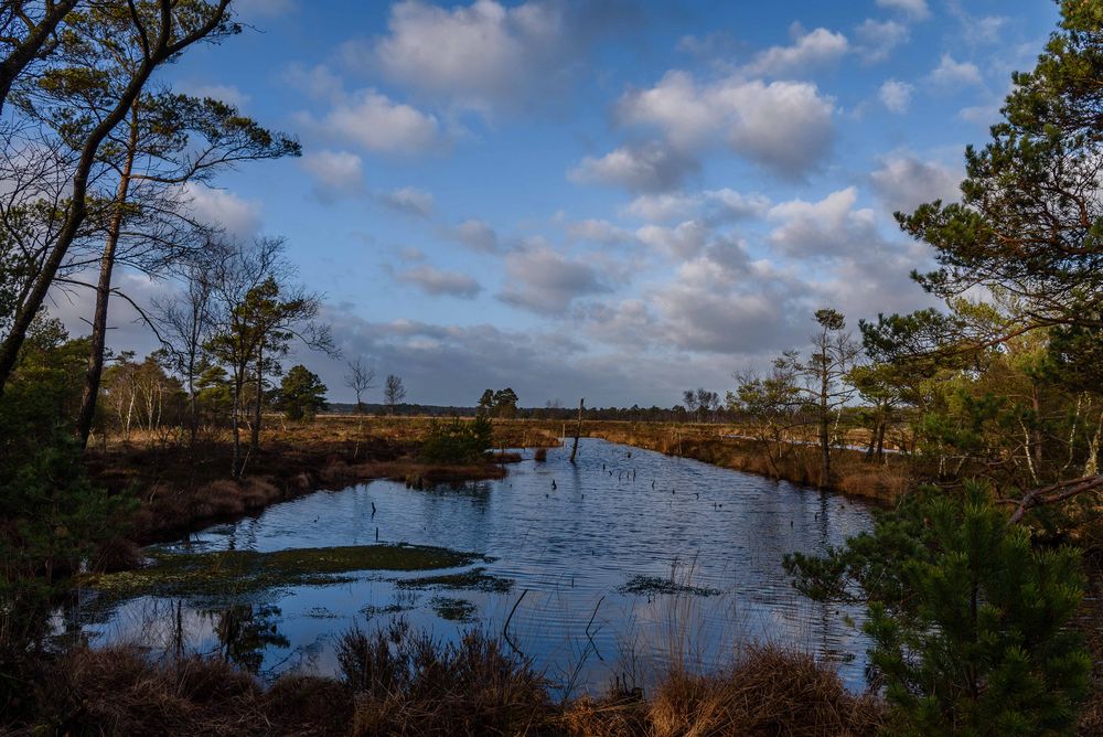 Pietzmoor Foto & Bild landschaft, jahreszeiten, moor Bilder auf