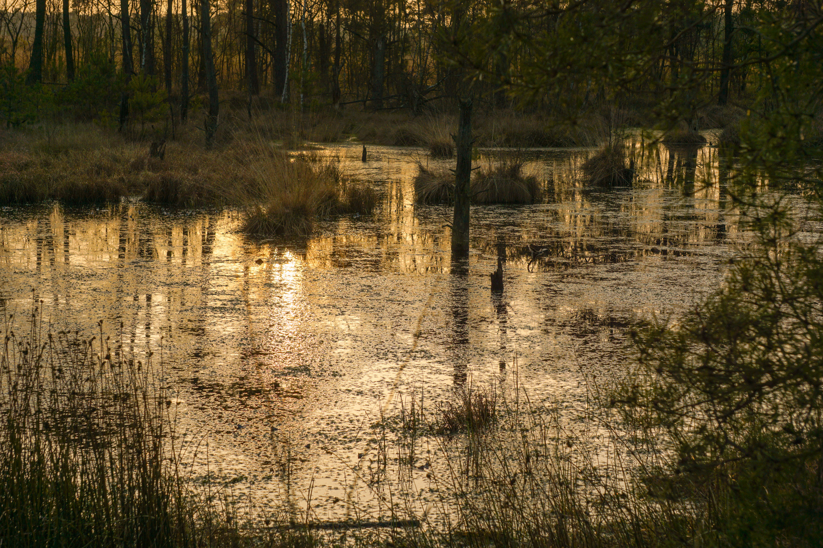 pietzmoor