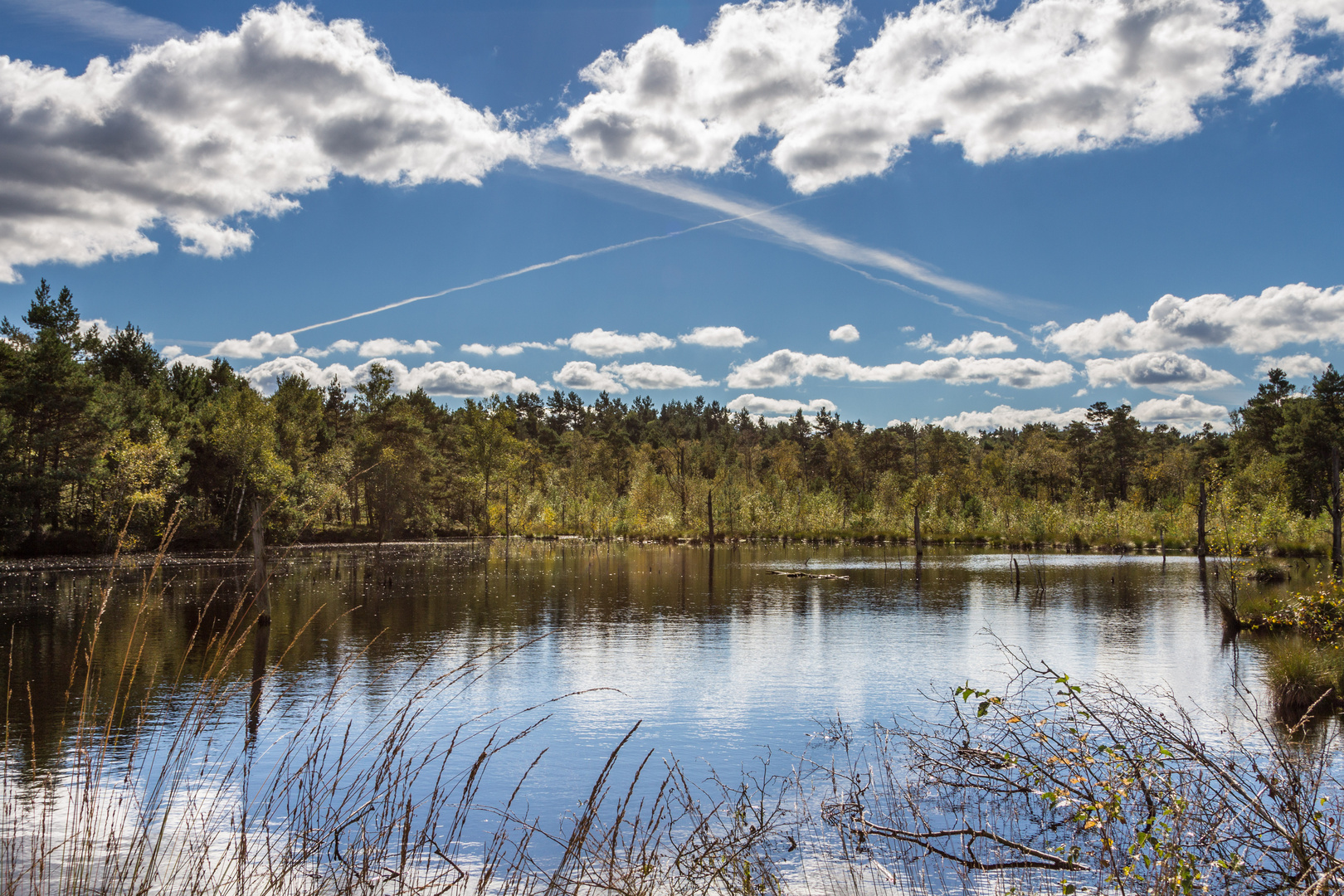 Pietzmoor bei Schnerverdingen (Lüneburger Heide)