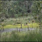 Pietzmoor bei Schneverdingen