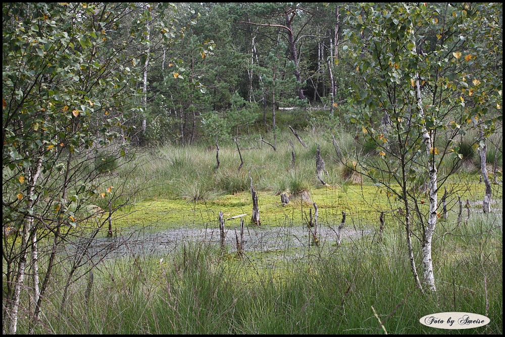 Pietzmoor bei Schneverdingen