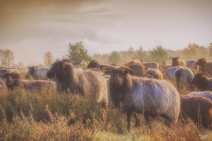 Pietzmoor, Heidschnucken im Morgennebel. 