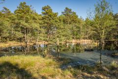 Pietzmoor II - Lüneburger Heide