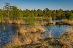 Pietzmoor III - Lüneburger Heide