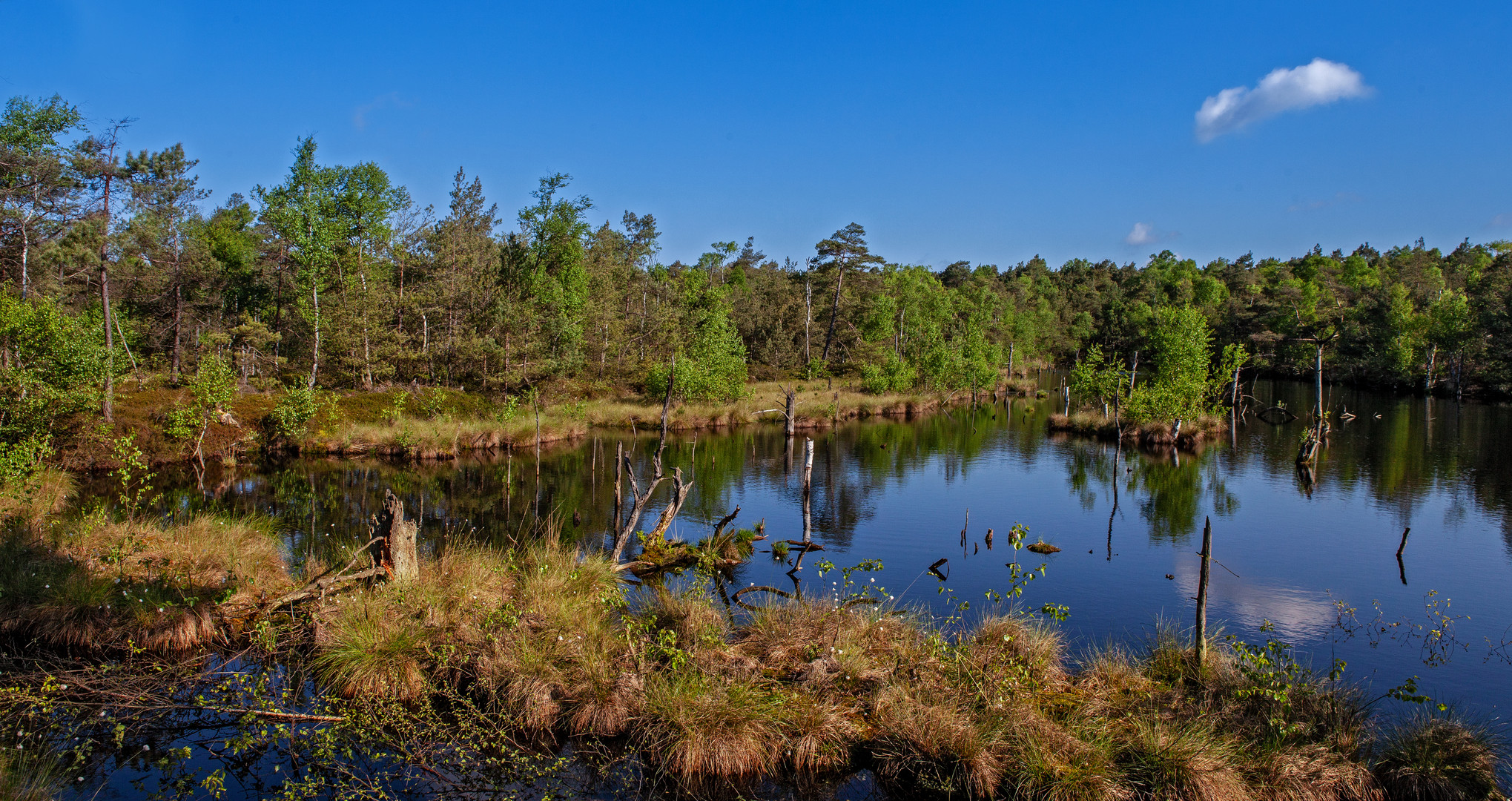 Pietzmoor im Frühling 002