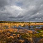 Pietzmoor im Frühling