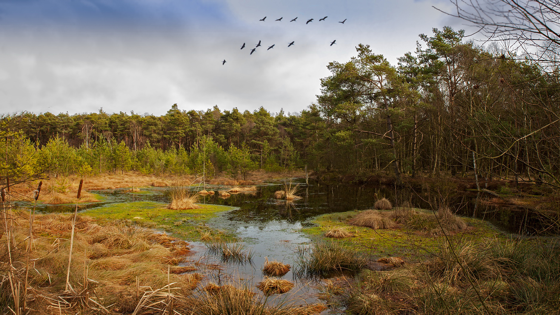 Pietzmoor im März 2017