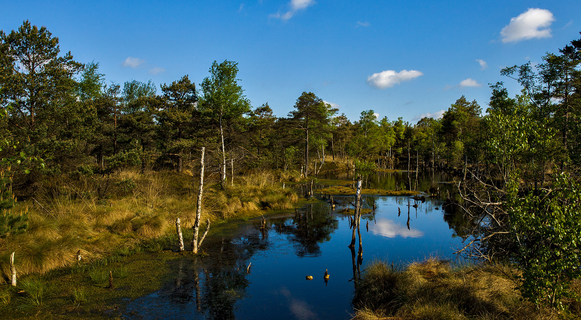 Pietzmoor im Mai 004