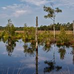 Pietzmoor im Sommer 034 