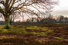 Pietzmoor im Winter