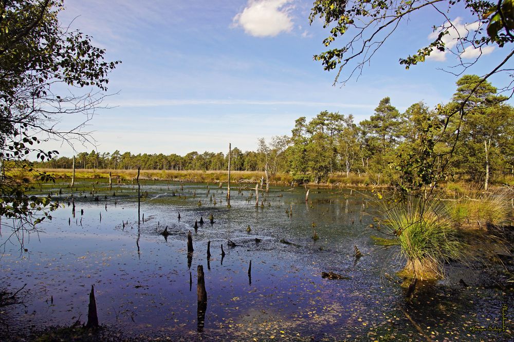 Pietzmoor in der Heide bei Schneverding